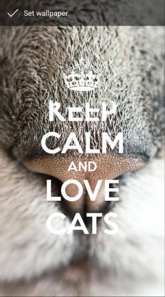 保持冷静爱猫壁纸图片APP手机版（Keep Calm Love Cats Wallpapers ）